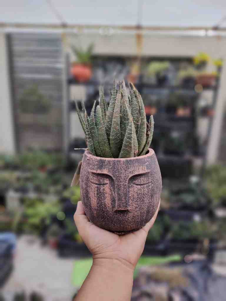 Vintage Meditation Planter