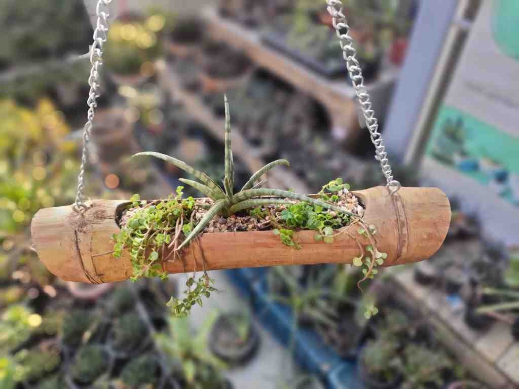 Bamboo Hanging Planter
