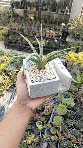 [PK0849-CF-POT-024254] 2 in 1 Planter & Pen Holder