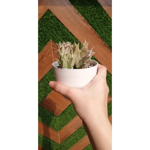 [PKAAAA-HM-PLN-008971] Stapelia