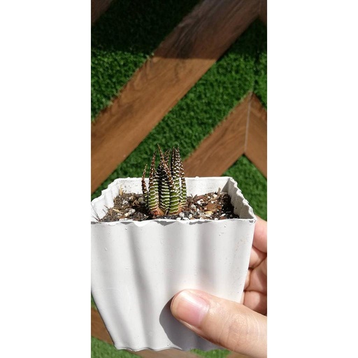 [PKAAAA-HM-PLN-008976] Brown Haworthia